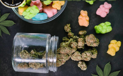 Navigating the Cannabis Journey: and Finding Your Balance