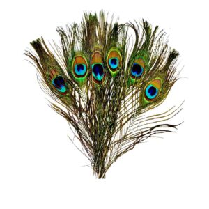 Peacock Feather for Smudging