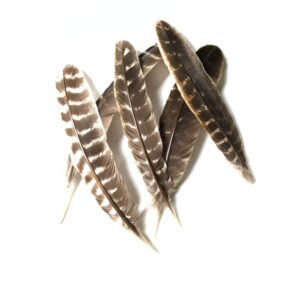 Turkey Feather for Smudging Bees Wellness